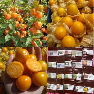 เมล็ด เคพกูสเบอร์รี่ หรือ โทงเทงฝรั่ง ( Cape Gooseberry Seed ) บรรจุ 15 เมล็ด