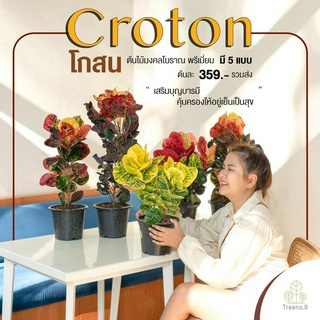 Treeno.9 T34 รวม โกสน ไม้มงคล - มี 5 แบบ ส่งฟรี! (Croton Premium) กระถาง 8 นิ้ว / สูง 30-60 ซม. / ไม้ประดับ (ต้นไม้)