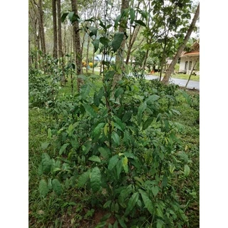 ต้นผักเหลียง1ต้นยาว70-100cm.