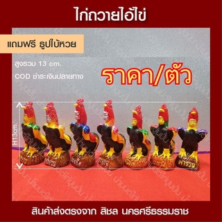 ไก่ชนไก่แก้บนไอ้ไข่คละสีตัวละ35บาทสินค้าแตกหักเคลมฟรีแถมธูปหวยCODชำระเงินปลายทาง#ไอ้ไข่เด็กวัดเจดีย์#ตาไข่#ของไหว้แก้บน