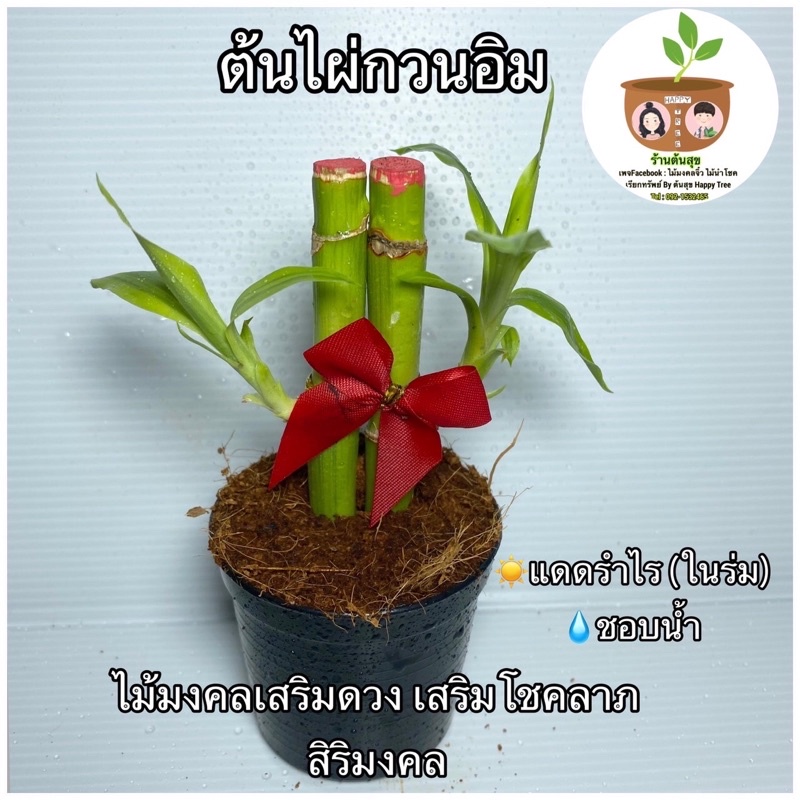 ต้นไผ่กวนอิมคู่ จัดส่ง 2 ต้นขึ้นไป คละแบบได้