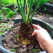 1 หน่อ ปรงชะเมา Cycas chamaoensis ขนาด 10 ซม