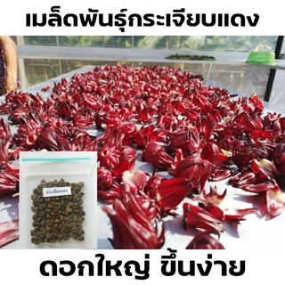 เมล็ดพันธุ์กระเจียบแดง บรรจุ 120 เมล็ด ซื้อแล้วคุ้มแน่นอน ลำต้นแข็งแรง แตกกิ่งก้านให้ผลผลิตสูง