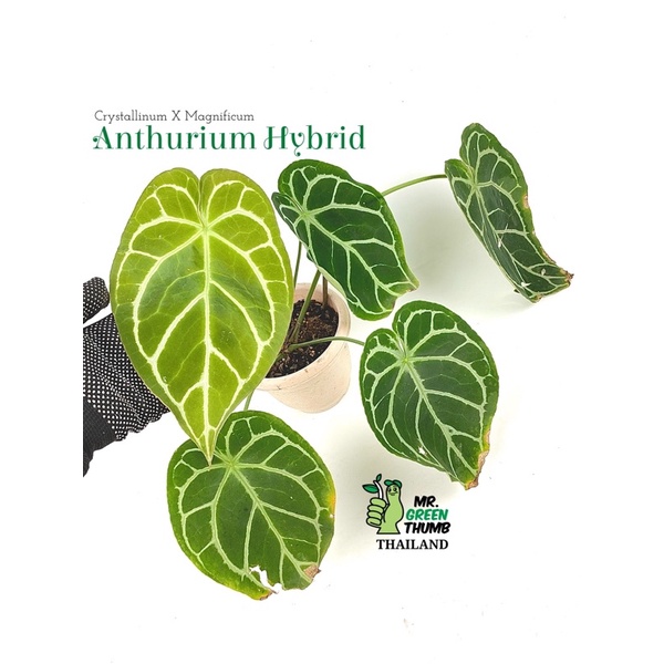 Anthurium หน้าวัวใบไฮบริดCrystallinum X Magnificum ใบใหม่สวยคมใหญ่(ต้นในรูป)