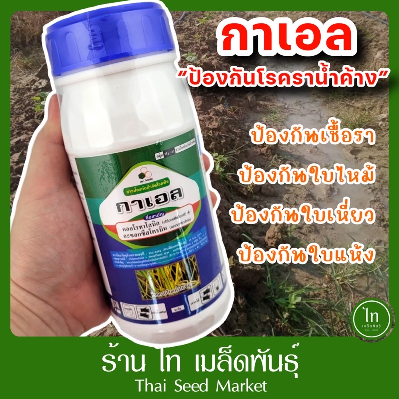 กาเอล กาแอล ยาป้องกันราน้ำค้าง ยาป้องกันเชื้อรา ป้องกันใบเหลือง ใบจุด ป้องกันโรคใบไหม้ บรรจุ 1000ซีซี/500ซีซี/250ซีซี