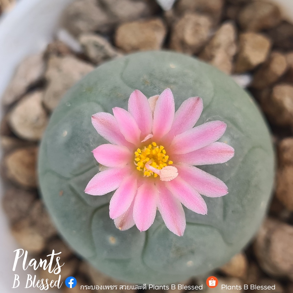 LF 21-🍄 Lophophora Fricii โลโฟโฟรา ฟริซิไอ(ไม้เมล็ด) 🍄 หัวกลม ขนฟู หน้าสวย ผิว wax หนาสวย