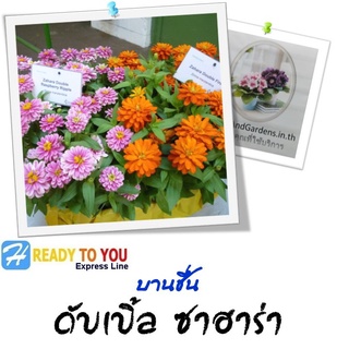 บานชื่น (Zinnia) ดับเบิ้ล ซาฮาร่า 10 เมล็ด (จาก PanAmerican Seed Co.)