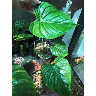 philodendron pastazanum