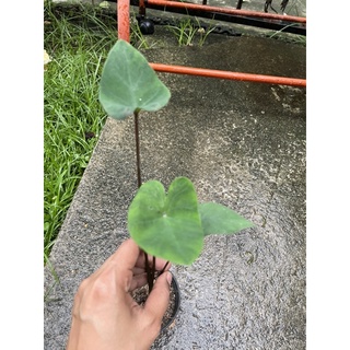 Colocasia esculenta ‘Coffee Cups’