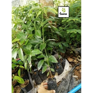 ต้นการบูร สูง 10-15​ ซม. พรมเส็ง เจียโล่ ต้นอบเชยญวน