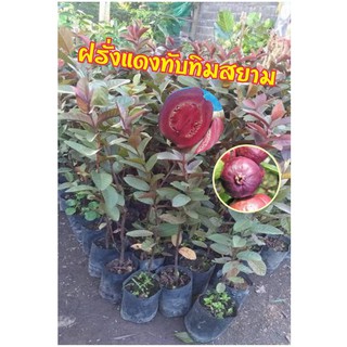 ฝรั่งแดงทับทิมสยาม ฝรั่งแดง ขนาดลำต้นสูงประมาณ 40-80 ซ.ม. (1 ต้น/แพ็ค)