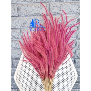 Rarin☘ดอกหญ้าหางกระรอก🌸(สีชมพู)🌸(กำใหญ่ 100-120 ก้าน) เป็นดอ…