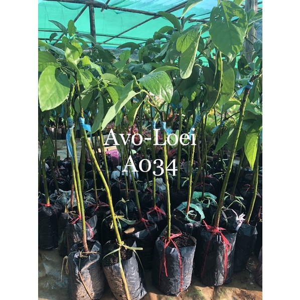 Avo-Loei: ต้นอะโวคาโด้ พันธุ์ A034 เสียบยอด