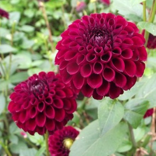 1 เหง้า/ชุุด รักเร่ Dahlia สายพันธุ์ Ferncliff Ebony หัวรักเร่ ดอกไม้ ดอกรักเร่ เหง้า นำเข้า ยุโรป หัวสดใหม่