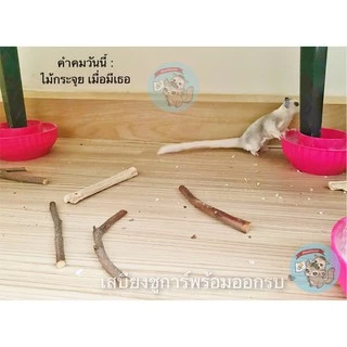 ( ไผ่หวาน 50กรัม ) ไผ่ ไม้แทะ​ ลับฟัน​ ไม้แอปเปิ้ล​ ชูการ์​ กระรอก​ ดอร์เมาส์​ แฮมสเตอร์​ บุชเบบี้​ ลิงมาโมเสท​ กระต่าย