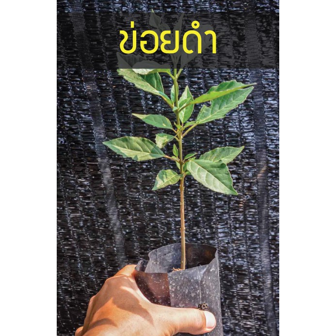 ข่อยดำ เครือสังฆาต สรรพคุณมากล้น ปลูกไว้ดูแลตัวเองยามเจ็บไข้