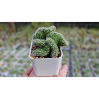 Mammillaria compressa cv. yokan cristata แมมคริสตาต้า