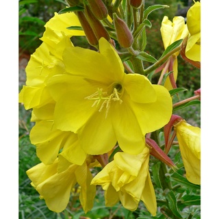 200 เมล็ด อีฟนิ่งพริมโรสสีเหลือง - Yellow Evening Primrose