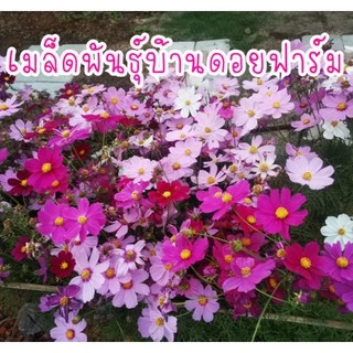 30 เมล็ด เมล็ดดอก คอสมอส ดาวกระจายคละสี