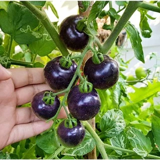 เมล็ดพันธุ์ มะเขือเทศสีม่วง Indigo Rose Tomato Seed บรรจุ 10 เมล็ด คุณภาพดี ของแท้ 100%