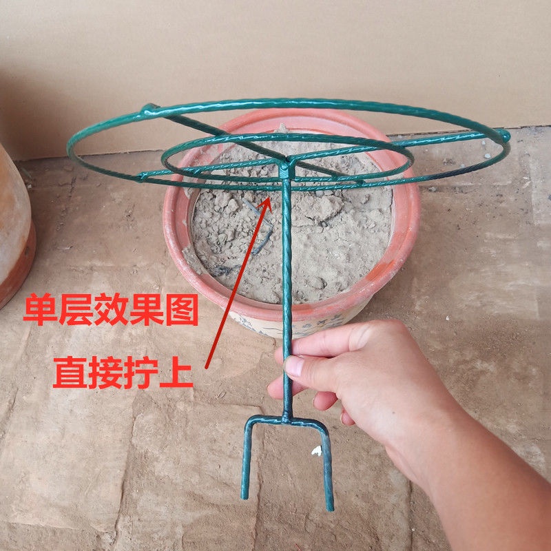 Sun ดอกไม้ lollipop วงเล็บขาตั้งดอกไม้ Crab Claw Orchid Grafted Leaf