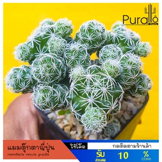 ต้นกระบองเพชร แมมตุ๊กตาญี่ปุ่น Vetula gracilis  #mammillaria #แมมมิลาเรีย #cactus