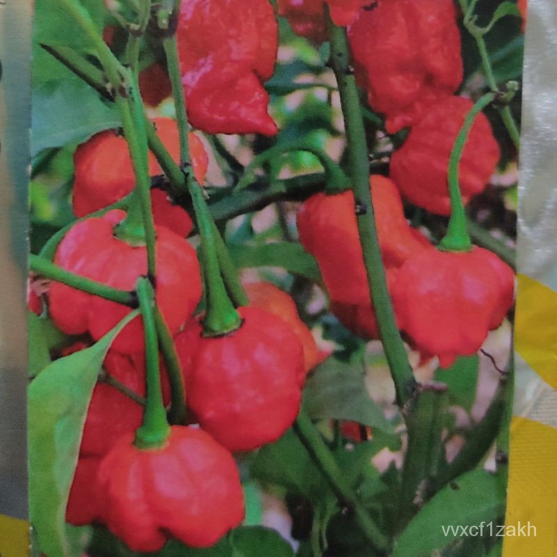 15pcs Biji Benih Cili Habanero Merah Red Habanero Chilli Seeds Hot