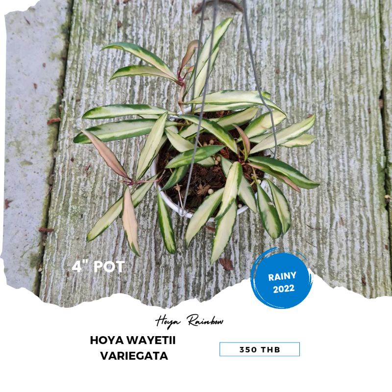 Hoya wayettii variegata / โฮย่าเวเยตี้ด่างใน