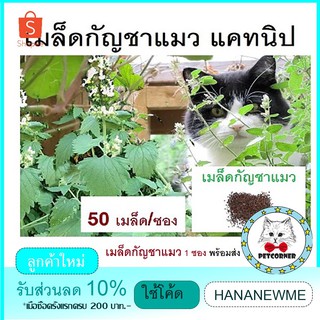 CC  เมล็ดต้นกัญชาแมว Nepeta Cataria