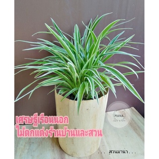 ต้นว่านเศรษฐีเรือนนอกส่งทั้งกระถาง3-4นิ้ว​ ไม้นามมงคลตั้งโต๊ะทำงานจัดสวน