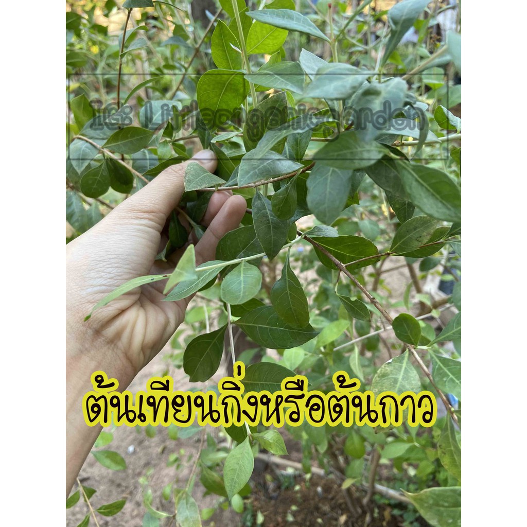 อันดับหนึ่ง 91+ ภาพพื้นหลัง ต้นกาวย้อมผม ใหม่ที่สุด