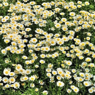เมล็ดพันธุ์ ดอกเดซี่ สีขาว100 เมล็ด White Daisy Silver Princess Seed เมล็ดพันธุ์แท้ ปลูกง่าย ไม่กลายพันธุ์