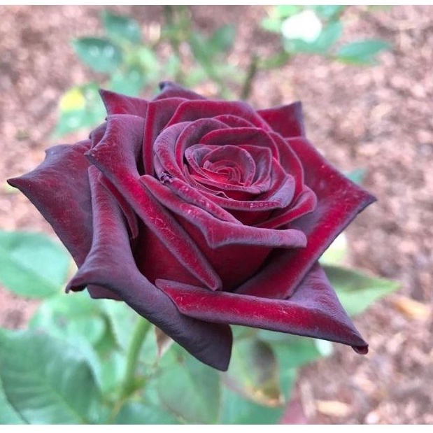 กุหลาบแดง Black baccara rose 20 เมล็ด นำเข้า