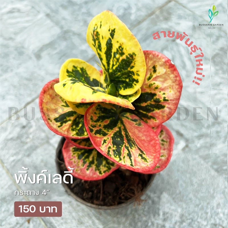 โกสนสายพันธุ์แคระ ‼️ ต้นโกสนพันธุ์ พิงค์เลดี้ ไซส์กระถาง 3" ซื้อ 10 แถม 1  (จัดส่งแบบถอดกระถาง+รับประกันสินค้า)