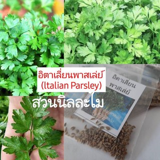 เมล็ดพันธุ์อิตาเลี่ยนพาสเล่ย์ (มีเก็บเงินปลายทาง)