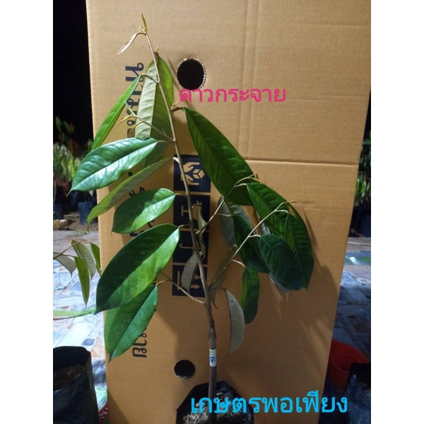 โปรชุดละ2ต้น🌲ดาวกระจาย,ต้นทุเรียน​สายพันธุ์​แท้​📣​รสชาติ​ติดดาวคือหวานมันกลิ่นหอม​ละมุนเนื้อเหลืองข้นละเอียด​
