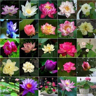 เมล็ดบัวจิ๋ว เมล็ดดอกไม้ (Mixed Color Mini Lotus Water Lily Seeds) บัวจิ๋วญี่ปุ่น ต้นดอกไม้สวยๆ บรรจุ 20 เมล็ด คุณภาพดี