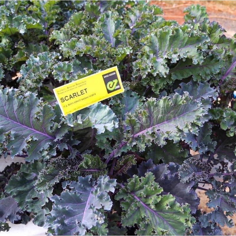 เมล็ดพันธ์ุ  เคลสีม่วง  Scarlet Kale Seed   30 เมล็ด (รับประกันอัตราการงอกดีมาก) #สายพันธุ์(นำเข้าจากเนเธอร์เเลนด์)