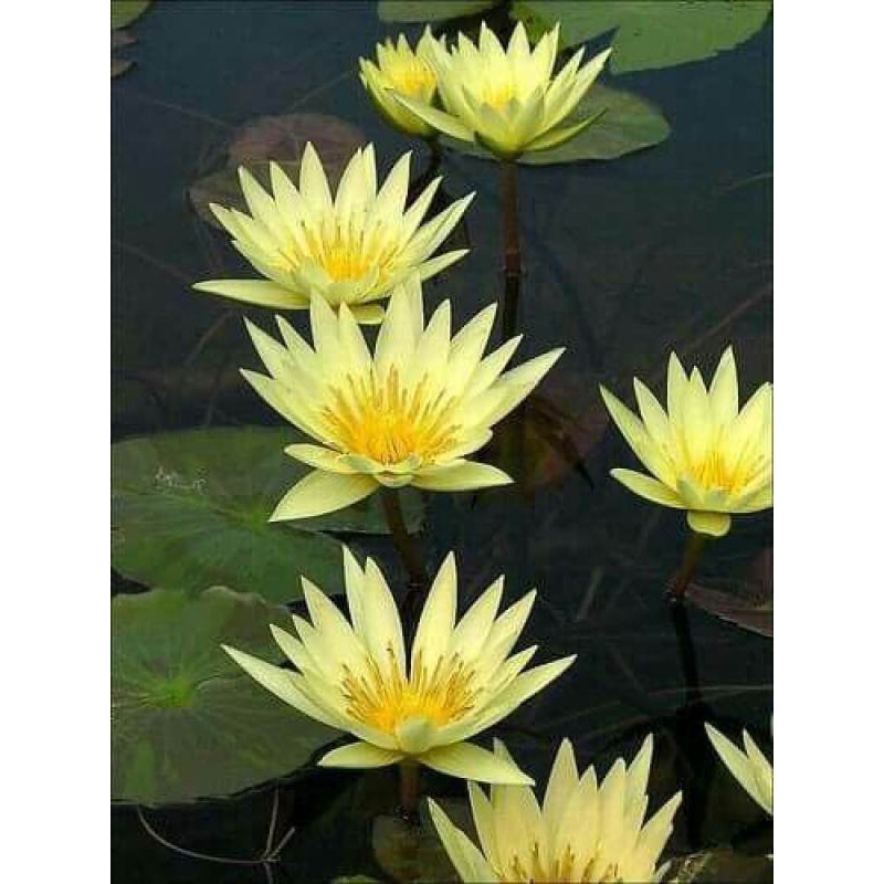5 เมล็ด เมล็ดบัว ดอกสีเหลือง ดอกเล็ก พันธุ์แคระ จิ๋ว ของแท้ 100% เมล็ดพันธุ์บัวดอกบัว Lotus seeds.