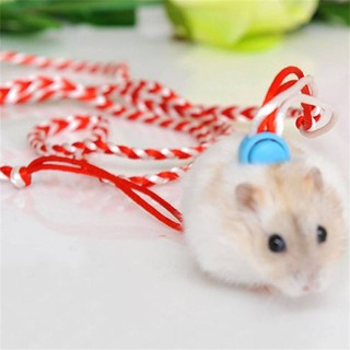 สายจูง กระรอก ชูการ์ นก เม่นแคระ สายจูงที่เหมาะสำหรับสัตว์เล…