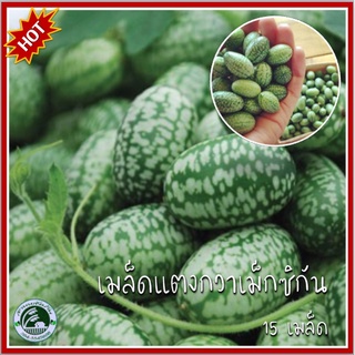 15 เมล็ด แตงกวาเม็กซิกัน Mexican Sour Gherkin เมล็ดแตงกวาเม็กซิกัน เมล็ดแตงกวา เมล็ดพันธุ์แตงกวาเม็กซิกัน เมล็ดพันธุ์แตง