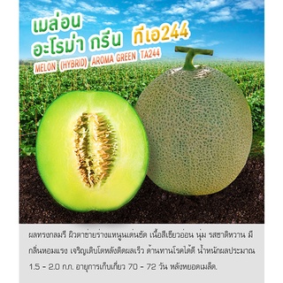 เมล็ดพันธุ์  เมล่อน อะโรม่า กรีน ทีเอ 244 - Melon (Hybrid) Aroma Green TA244 ตราดอกแตง เมล็ดผัก คุณภาพ "เพื่อนเกษตรกร"