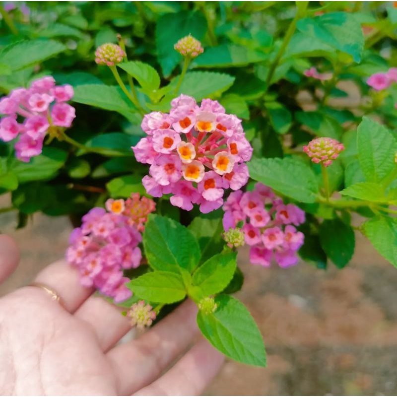 ต้นผกากรอง​ ผกากรอง​ หลากสี​ กระถางใหญ่​ 8​ นิ้ว