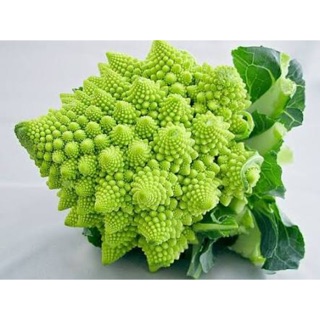 เมล็ด หล่ำดอกเจดีย์ ซื้อ2แถม1