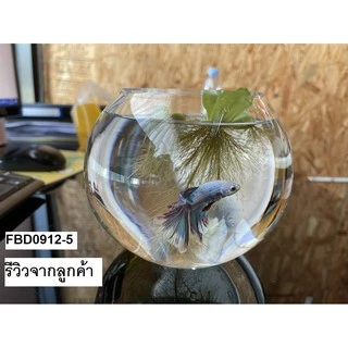 โหลแก้วทรงกลม แก้วปลูกพลูด่าง
