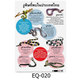 งูพิษที่พบในประเทศไทย EQ-020 สื่อโปสเตอร์ภาพ กระดาษ หุ้มพลาสติก