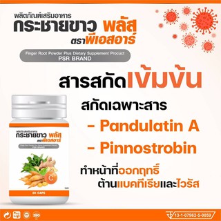 กระชายขาว พลัส PSR 500mg. X 30 แคปซูล กระชายสกัด เข้มข้น (Pandulatin A / Pinnostrobin) ช่วยเสริมสร้างภูมิคุ้มกัน