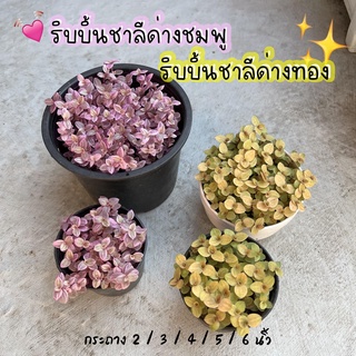 ริบบิ้นชาลีด่างชมพู &amp; ด่างทอง กระถาง 2 / 3 / 4 / 5 / 6 / 7 นิ้ว