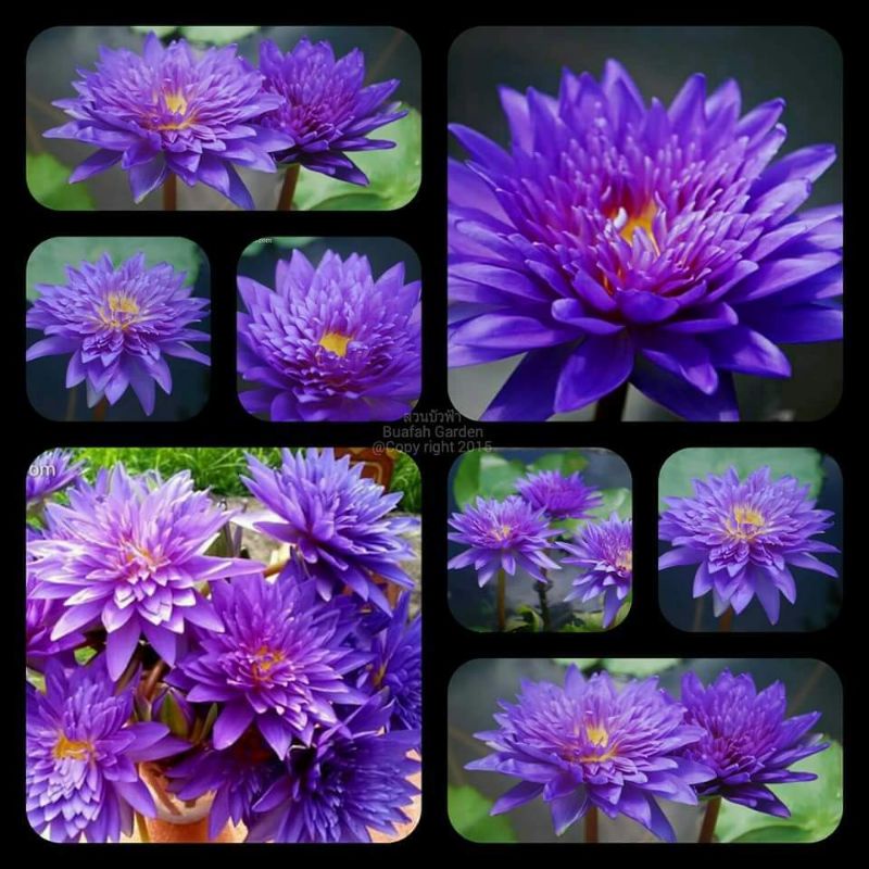 บัวหอม "ฉลองขวัญ" (King of Siam)