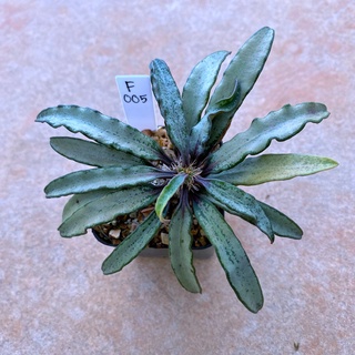 Euphorbia crassicaulis v.rubrifolia ฟรองซัว F005